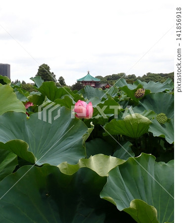 蓮花,不忍池,弁天堂 蓮花,不忍池,弁天堂 141856918