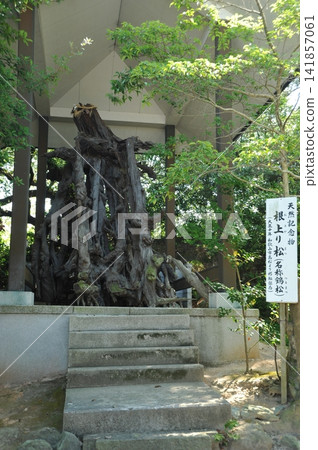 和歌山縣玉松島神社,根生松樹 和歌山縣玉松島神社,根生松樹 141857061