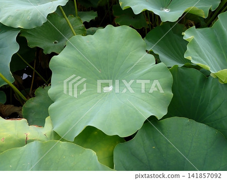 Lotus leaves and water droplets at Shinobazu Pond Lotus leaves and water droplets at Shinobazu Pond 141857092