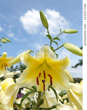 Yellow lilies and buds (large yellow Casablanca lilies) blooming towards the blue sky. Yellow lilies and buds (large yellow Casablanca lilies) blooming towards the blue sky. 141857160