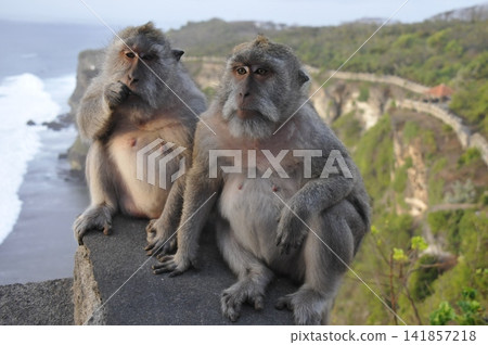 Indonesia, Bali, Uluwatu, monkeys, Indian Ocean, Cape Uluwatu Indonesia, Bali, Uluwatu, monkeys, Indian Ocean, Cape Uluwatu 141857218
