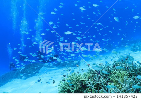 Zamami Island: Blue Sea and Fish - Underwater Photography Zamami Island: Blue Sea and Fish - Underwater Photography 141857422