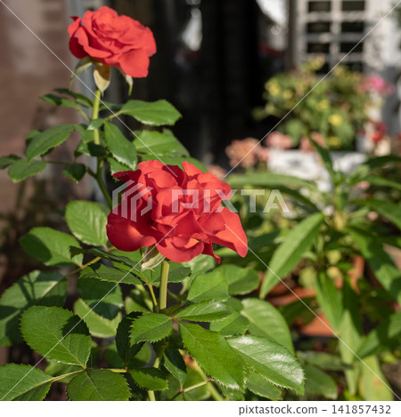 Red Roses Blooming in Sunlight Red Roses Blooming in Sunlight 141857432