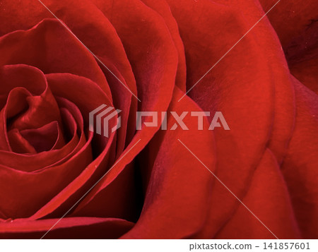 Red Rose Extreme Macro Close Up With Velvety Petals and Romantic Floral Background With Copy Space Red Rose Extreme Macro Close Up With Velvety Petals and Romantic Floral Background With Copy Space 141857601