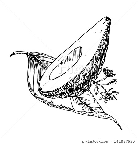 Half ripe avocado with flowers and a long leaf, hand drawn vector ink engraving style. Monochrome line artwork element for vegan food packaging, premium skincare branding and botanical art print. Half ripe avocado with flowers and a long leaf, hand drawn vector ink engraving style. Monochrome line artwork element for vegan food packaging, premium skincare branding and botanical art print. 141857659