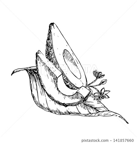 Half ripe avocado with slice and a long leaf with flowers hand drawn vector ink engraving style. Monochrome line artwork element for vegan food packaging, premium skincare branding and botanical art Half ripe avocado with slice and a long leaf with flowers hand drawn vector ink engraving style. Monochrome line artwork element for vegan food packaging, premium skincare branding and botanical art 141857660