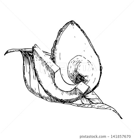 Half ripe avocado with slice and a long leaf, hand drawn vector ink engraving style. Monochrome line artwork element for vegan food packaging, premium skincare branding and botanical art print Half ripe avocado with slice and a long leaf, hand drawn vector ink engraving style. Monochrome line artwork element for vegan food packaging, premium skincare branding and botanical art print 141857670