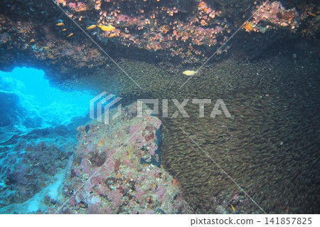 A school of cardinalfish gathered inside a cave (underwater photograph) A school of cardinalfish gathered inside a cave (underwater photograph) 141857825