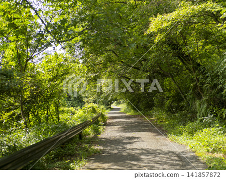 一條夏日山間小徑,綠樹成蔭。 一條夏日山間小徑,綠樹成蔭。 141857872