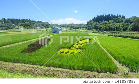 秋田內陸線:從列車窗看到的秋田縣稻田風景 秋田內陸線:從列車窗看到的秋田縣稻田風景 141857882