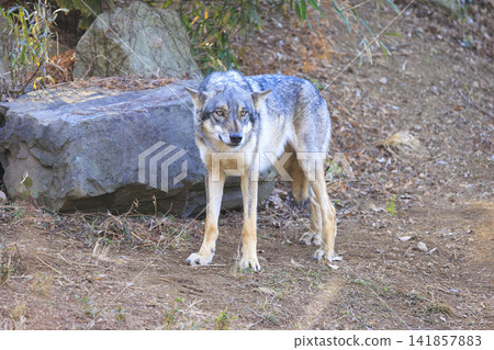 多摩動物園,Tyric Wolf(Hiroshi Wolf) 多摩動物園,Tyric Wolf(Hiroshi Wolf) 141857883
