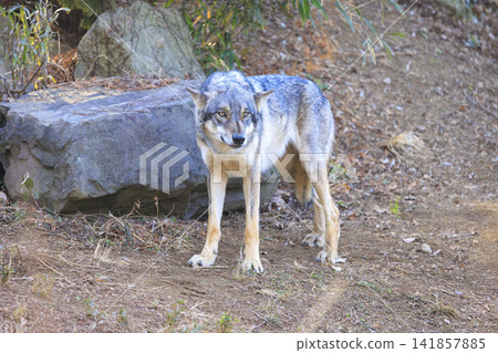 多摩動物園，Tyric Wolf（Hiroshi Wolf） 141857885