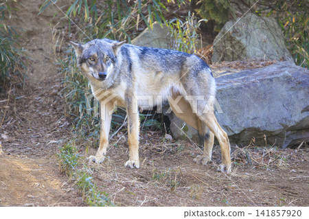 Tama Animal Park, Tyric Wolf (Hiroshi Wolf) Tama Animal Park, Tyric Wolf (Hiroshi Wolf) 141857920