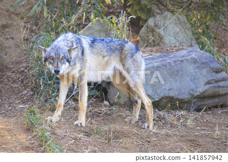 多摩動物園,Tyric Wolf(Hiroshi Wolf) 多摩動物園,Tyric Wolf(Hiroshi Wolf) 141857942