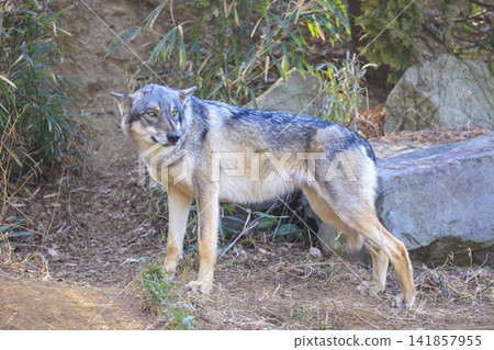 Tama Animal Park, Tyric Wolf (Hiroshi Wolf) Tama Animal Park, Tyric Wolf (Hiroshi Wolf) 141857955