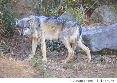 Tama Animal Park, Tyric Wolf (Hiroshi Wolf) Tama Animal Park, Tyric Wolf (Hiroshi Wolf) 141857976