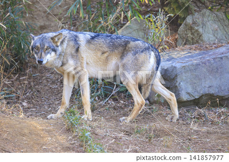 多摩動物園，Tyric Wolf（Hiroshi Wolf） 141857977