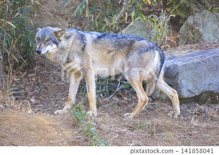 Tama Animal Park, Tyric Wolf (Hiroshi Wolf) Tama Animal Park, Tyric Wolf (Hiroshi Wolf) 141858041