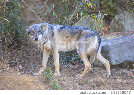 多摩動物園,Tyric Wolf(Hiroshi Wolf) 多摩動物園,Tyric Wolf(Hiroshi Wolf) 141858047