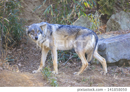 多摩動物園,Tyric Wolf(Hiroshi Wolf) 多摩動物園,Tyric Wolf(Hiroshi Wolf) 141858050