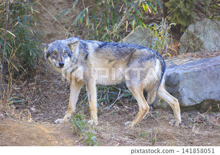 多摩動物園,Tyric Wolf(Hiroshi Wolf) 多摩動物園,Tyric Wolf(Hiroshi Wolf) 141858051