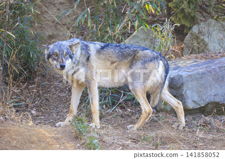 多摩動物園,Tyric Wolf(Hiroshi Wolf) 多摩動物園,Tyric Wolf(Hiroshi Wolf) 141858052