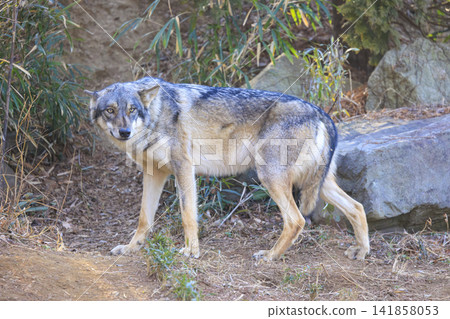 多摩動物園,Tyric Wolf(Hiroshi Wolf) 多摩動物園,Tyric Wolf(Hiroshi Wolf) 141858053