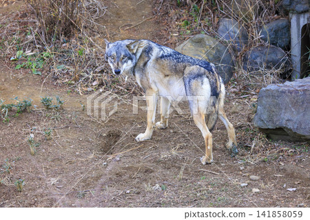 Tama Animal Park, Tyric Wolf (Hiroshi Wolf) Tama Animal Park, Tyric Wolf (Hiroshi Wolf) 141858059
