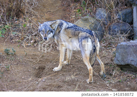 多摩動物園，Tyric Wolf（Hiroshi Wolf） 141858072