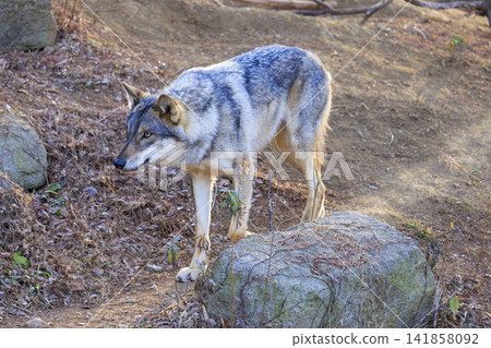 多摩動物園，Tyric Wolf（Hiroshi Wolf） 141858092