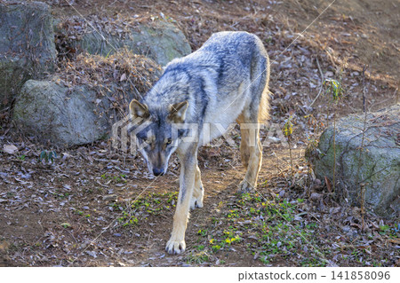 Tama Animal Park, Tyric Wolf (Hiroshi Wolf) Tama Animal Park, Tyric Wolf (Hiroshi Wolf) 141858096