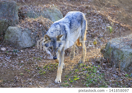 Tama Animal Park, Tyric Wolf (Hiroshi Wolf) Tama Animal Park, Tyric Wolf (Hiroshi Wolf) 141858097