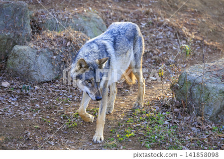 多摩動物園,Tyric Wolf(Hiroshi Wolf) 多摩動物園,Tyric Wolf(Hiroshi Wolf) 141858098
