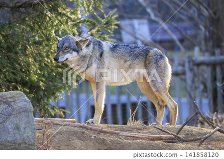 多摩動物園，Tyric Wolf（Hiroshi Wolf） 141858120