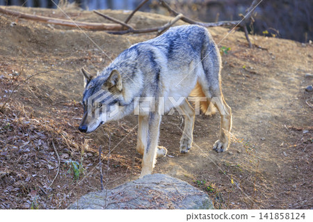 Tama Animal Park, Tyric Wolf (Hiroshi Wolf) Tama Animal Park, Tyric Wolf (Hiroshi Wolf) 141858124