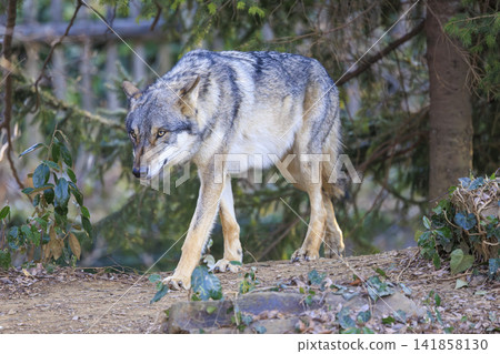 Tama Animal Park, Tyric Wolf (Hiroshi Wolf) Tama Animal Park, Tyric Wolf (Hiroshi Wolf) 141858130