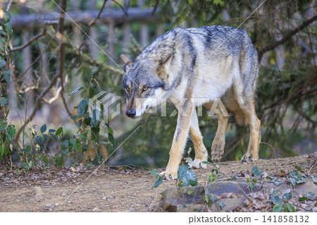 Tama Animal Park, Tyric Wolf (Hiroshi Wolf) Tama Animal Park, Tyric Wolf (Hiroshi Wolf) 141858132