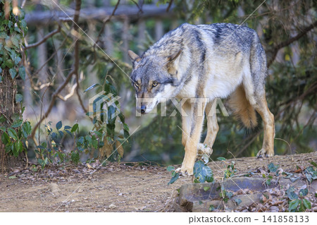 Tama Animal Park, Tyric Wolf (Hiroshi Wolf) Tama Animal Park, Tyric Wolf (Hiroshi Wolf) 141858133