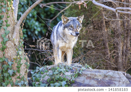 Tama Animal Park, Tyric Wolf (Hiroshi Wolf) Tama Animal Park, Tyric Wolf (Hiroshi Wolf) 141858183
