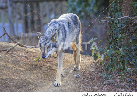Tama Animal Park, Tyric Wolf (Hiroshi Wolf) Tama Animal Park, Tyric Wolf (Hiroshi Wolf) 141858193