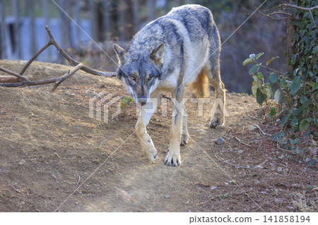 Tama Animal Park, Tyric Wolf (Hiroshi Wolf) Tama Animal Park, Tyric Wolf (Hiroshi Wolf) 141858194