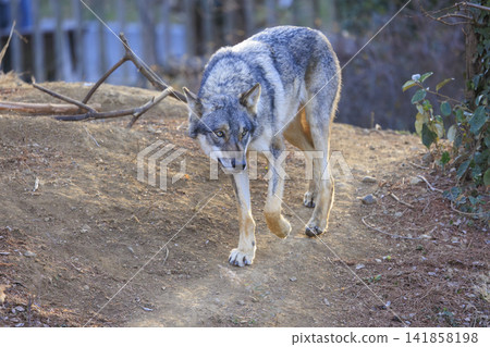 多摩動物園,Tyric Wolf(Hiroshi Wolf) 多摩動物園,Tyric Wolf(Hiroshi Wolf) 141858198