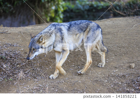 Tama Animal Park, Tyric Wolf (Hiroshi Wolf) Tama Animal Park, Tyric Wolf (Hiroshi Wolf) 141858221