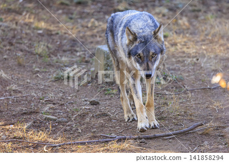 多摩動物園,Tyric Wolf(Hiroshi Wolf) 多摩動物園,Tyric Wolf(Hiroshi Wolf) 141858294