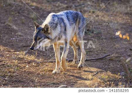 多摩動物園,Tyric Wolf(Hiroshi Wolf) 多摩動物園,Tyric Wolf(Hiroshi Wolf) 141858295