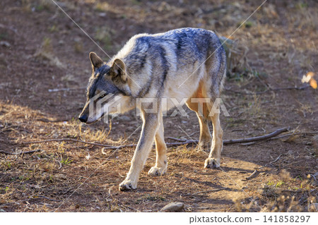 多摩動物園,Tyric Wolf(Hiroshi Wolf) 多摩動物園,Tyric Wolf(Hiroshi Wolf) 141858297
