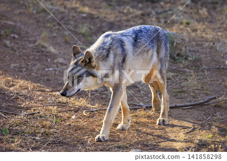 多摩動物園,Tyric Wolf(Hiroshi Wolf) 多摩動物園,Tyric Wolf(Hiroshi Wolf) 141858298