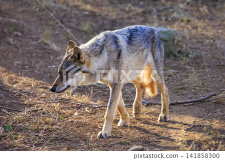 多摩動物園,Tyric Wolf(Hiroshi Wolf) 多摩動物園,Tyric Wolf(Hiroshi Wolf) 141858300