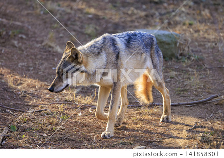 多摩動物園,Tyric Wolf(Hiroshi Wolf) 多摩動物園,Tyric Wolf(Hiroshi Wolf) 141858301