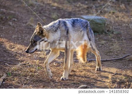 多摩動物園,Tyric Wolf(Hiroshi Wolf) 多摩動物園,Tyric Wolf(Hiroshi Wolf) 141858302